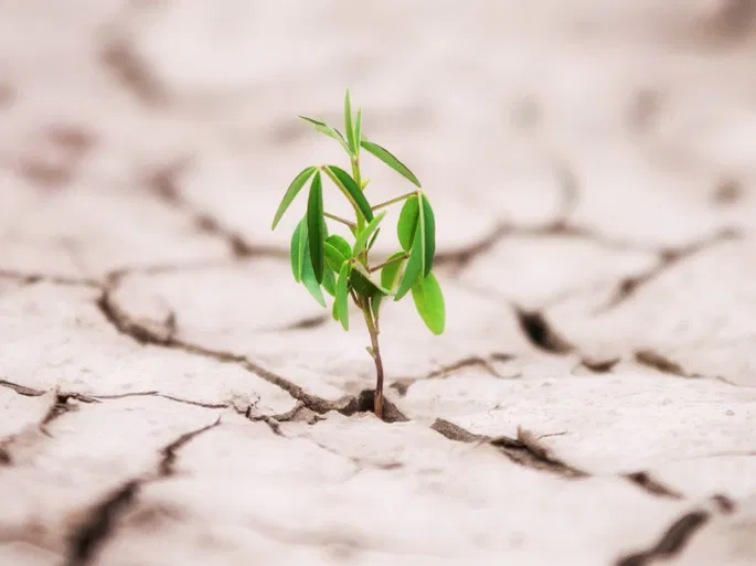 resiliencia