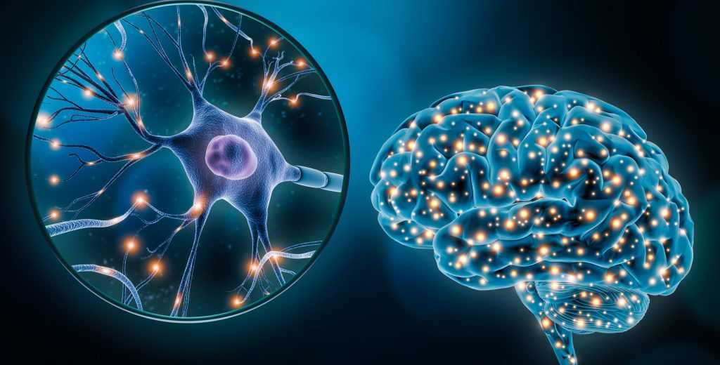 neuroplasticidad psicología