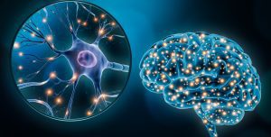 neuroplasticidad psicología
