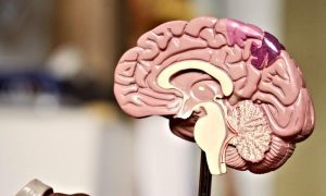 qué es neuropsicología